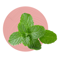 Apple Mint (Menthol)